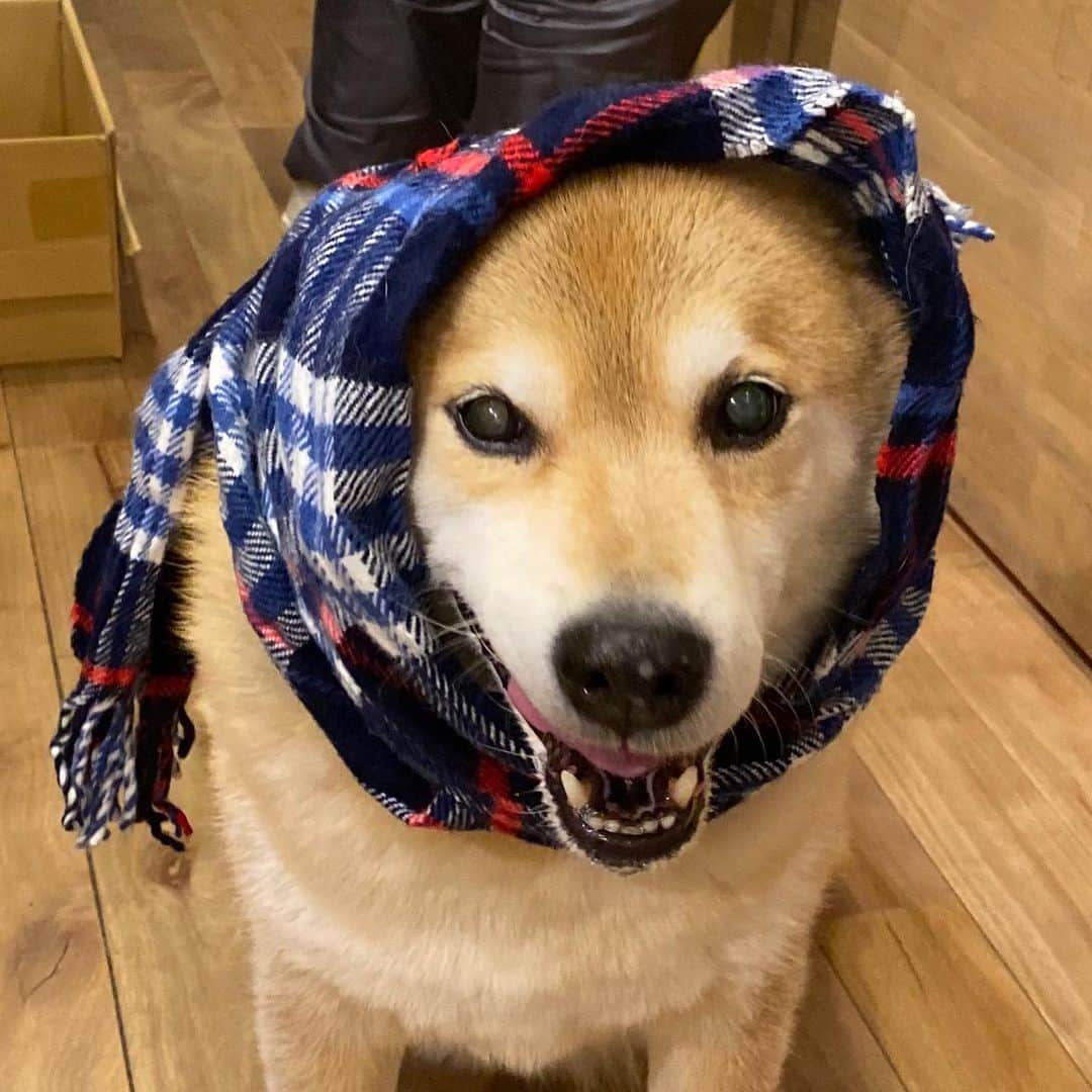 まる（まるたろう）さんのインスタグラム写真 - (まる（まるたろう）Instagram)「It was very cold during the day✨🐶✨今日は確実に冬将軍さん来てたよね #冬将軍さんかっこE #サイン持ってるの😊 #宝ものなんだ #字のクセが強いけど」2月6日 19時35分 - marutaro