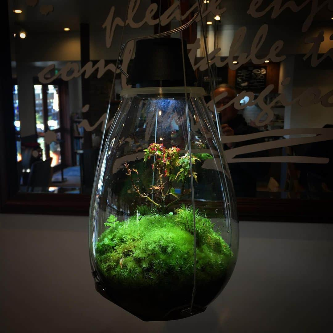 Mosslight-LEDさんのインスタグラム写真 - (Mosslight-LEDInstagram)「陽春園　宝塚  #mosslight#モスライト#苔#コケ#moss#terrarium #テラリウム#コケテラリウム#苔テラリウム#モスライトライフ #mossterrarium#mossarium#コケあかり#LED照明付テラリウム#パルダリウム#paludarium#mosslightled#陽春園#パルコジョキ」2月6日 20時07分 - mosslight1955