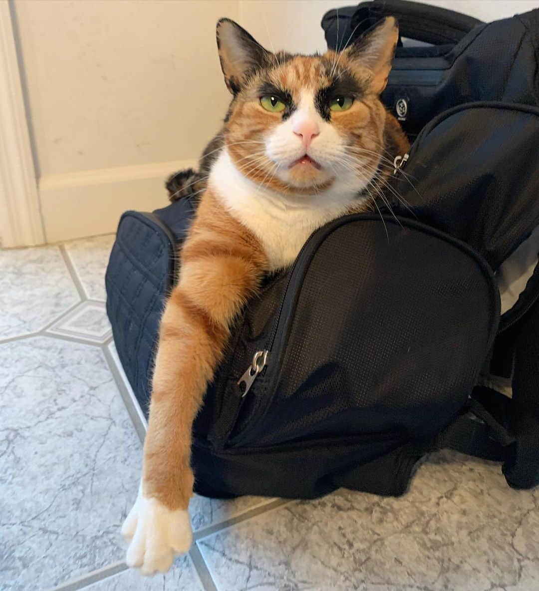 のインスタグラム：「It’s been a rough week. Can you tell?🙀」