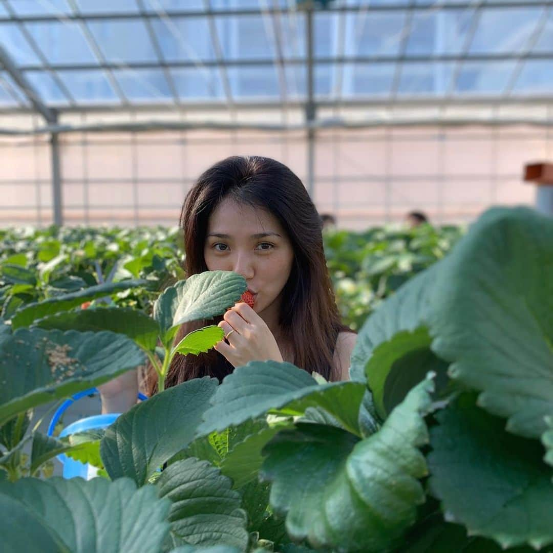 野波麻帆さんのインスタグラム写真 - (野波麻帆Instagram)「🍓🍓🍓. 生まれてきて1番苺食べた日。  #いちご狩り」2月6日 21時57分 - mahononami