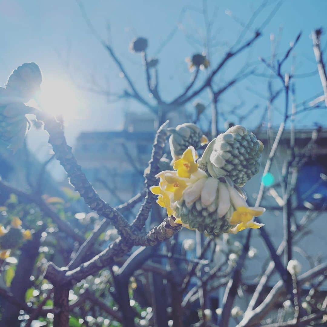 坂本美雨さんのインスタグラム写真 - (坂本美雨Instagram)「芽吹きはじめてる」2月6日 22時02分 - miu_sakamoto