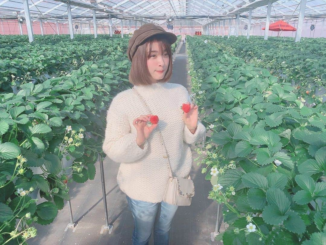 みひろさんのインスタグラム写真 - (みひろInstagram)「いちごビーーーーム🍓  #いちご狩り #いちご #いちご狩り🍓 #セクシービーム  #みひろ #mihiro #미히로 #朝美穗香  #instagood  #instadiary  #instalike #instamood  #ow #instapic #instaphoto #girl　#follow #followme  #japanesegirl」2月6日 23時00分 - mihiro0519