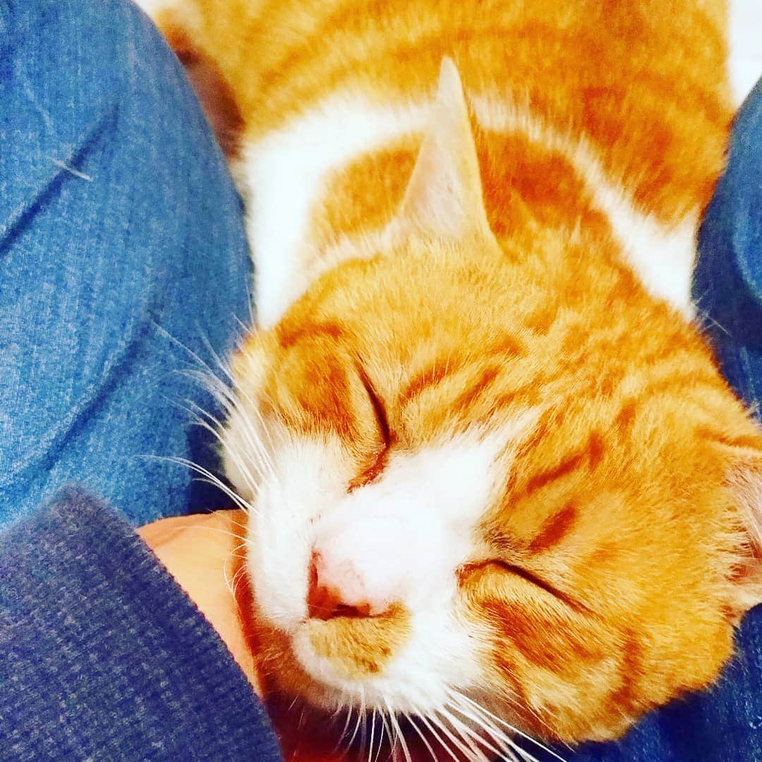 高口里純さんのインスタグラム写真 - (高口里純Instagram)「股の間のシャアさん。甘々タイム😽  #猫#猫白血病キャリア #猫エイズキャリア #保護猫#ねこすたぐらむ  #cat#catstagram」2月6日 23時13分 - takaguchijay