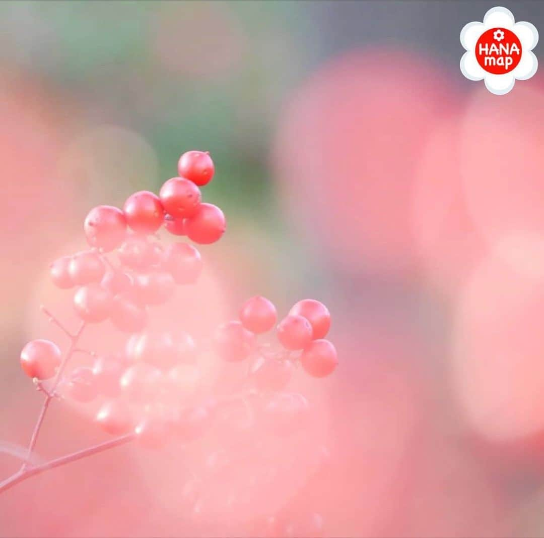 はなまっぷ❁日本の花風景のインスタグラム