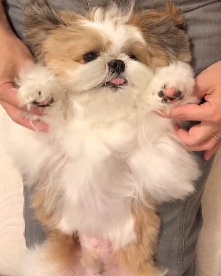 水嶋はちのインスタグラム：「🐾🐶🐾 * * お手手ぶらぶら体操〜ボクはこれでリラックスできて疲れも嫌なことも忘れちゃいます！きっと明日もハッピーな目覚めです🐶 みなさん、おやすみなさい。。 * * #はち #HACHI #シーズー大好き部」