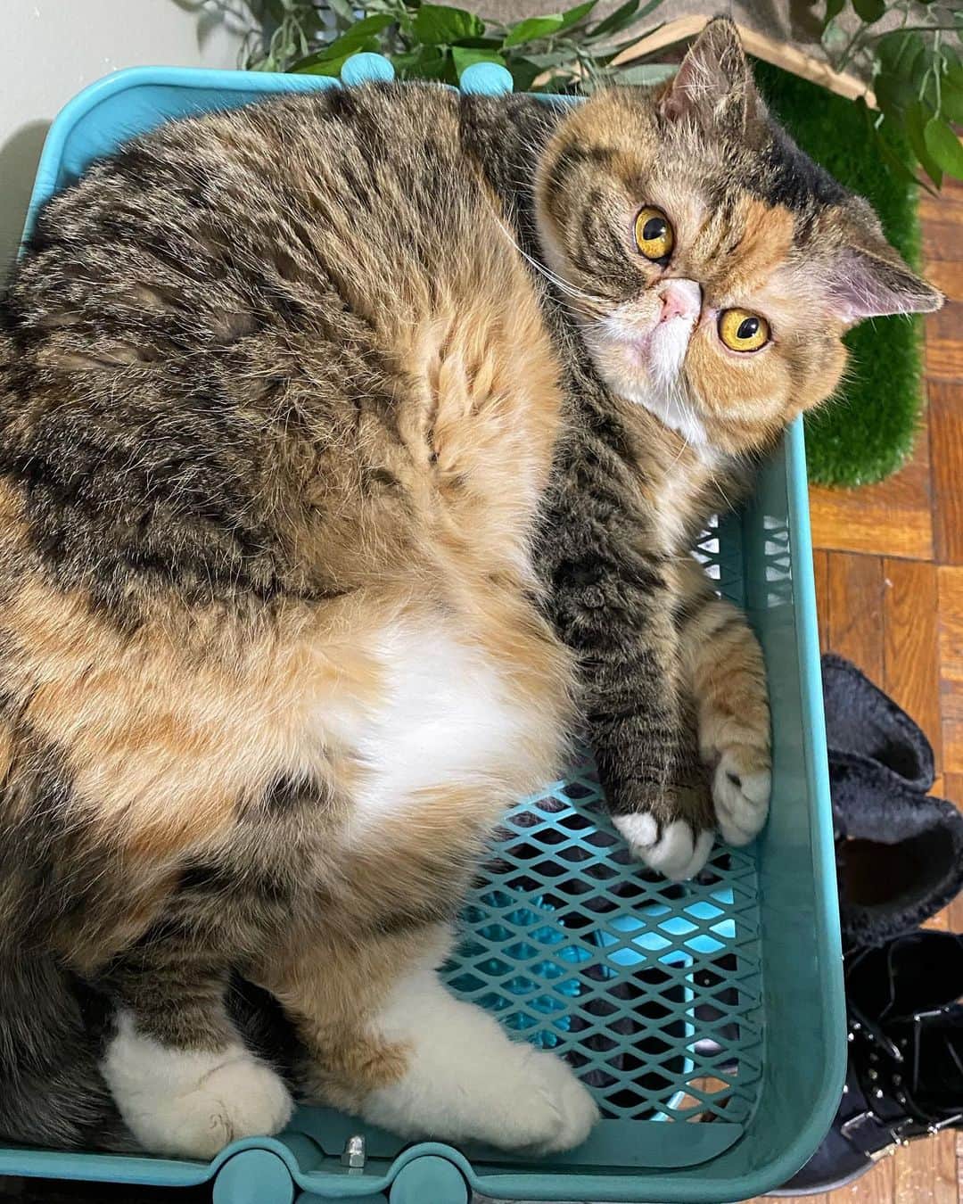 Tinaのインスタグラム：「Does this @ikea cart make me look cute? 😇」
