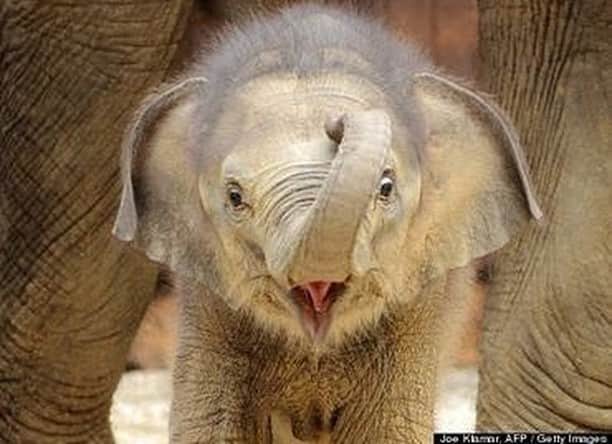 Baby Animalsさんのインスタグラム写真 - (Baby AnimalsInstagram)「Baby elephants always look so happy! 💕 Tag a friend!」2月6日 23時58分 - thebabyanimals