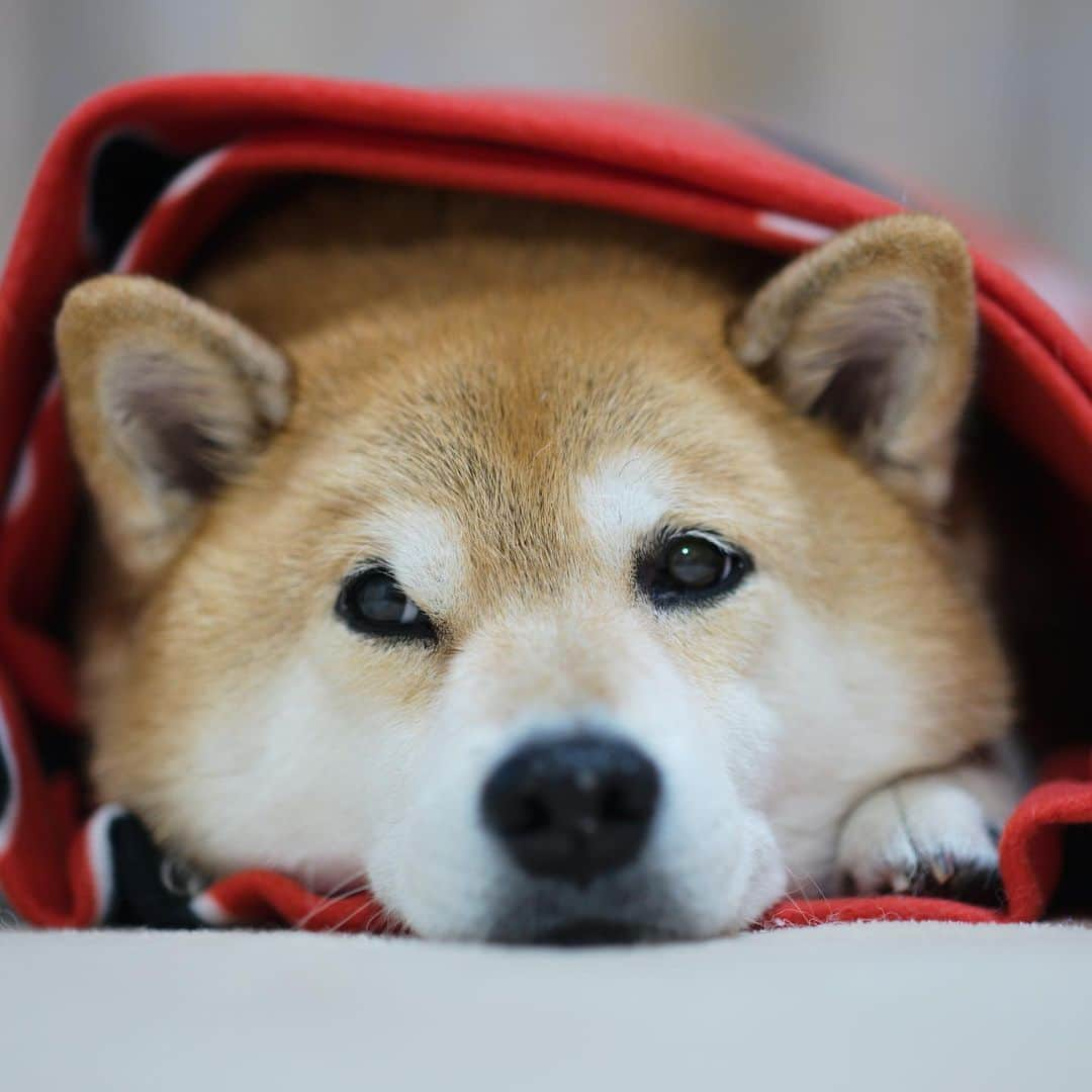 まる（まるたろう）さんのインスタグラム写真 - (まる（まるたろう）Instagram)「Good night!✨🐶🌯💤✨今日は巻いてもらわないとね〜 #しっかり巻いておいてね #風邪ひいちゃうとあかんから #くまモンのお布団 #ぬくぬく #まるフォルニアロール」2月6日 23時59分 - marutaro