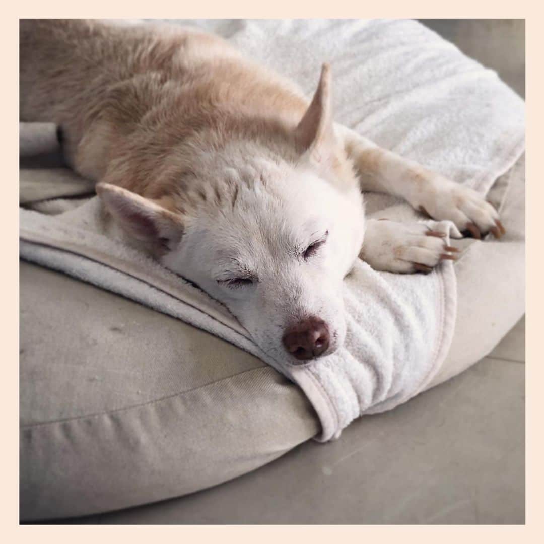 のインスタグラム：「#雑種犬 #元保護犬 #眠る犬 #crossbreed #mixdog #sleepingdog」