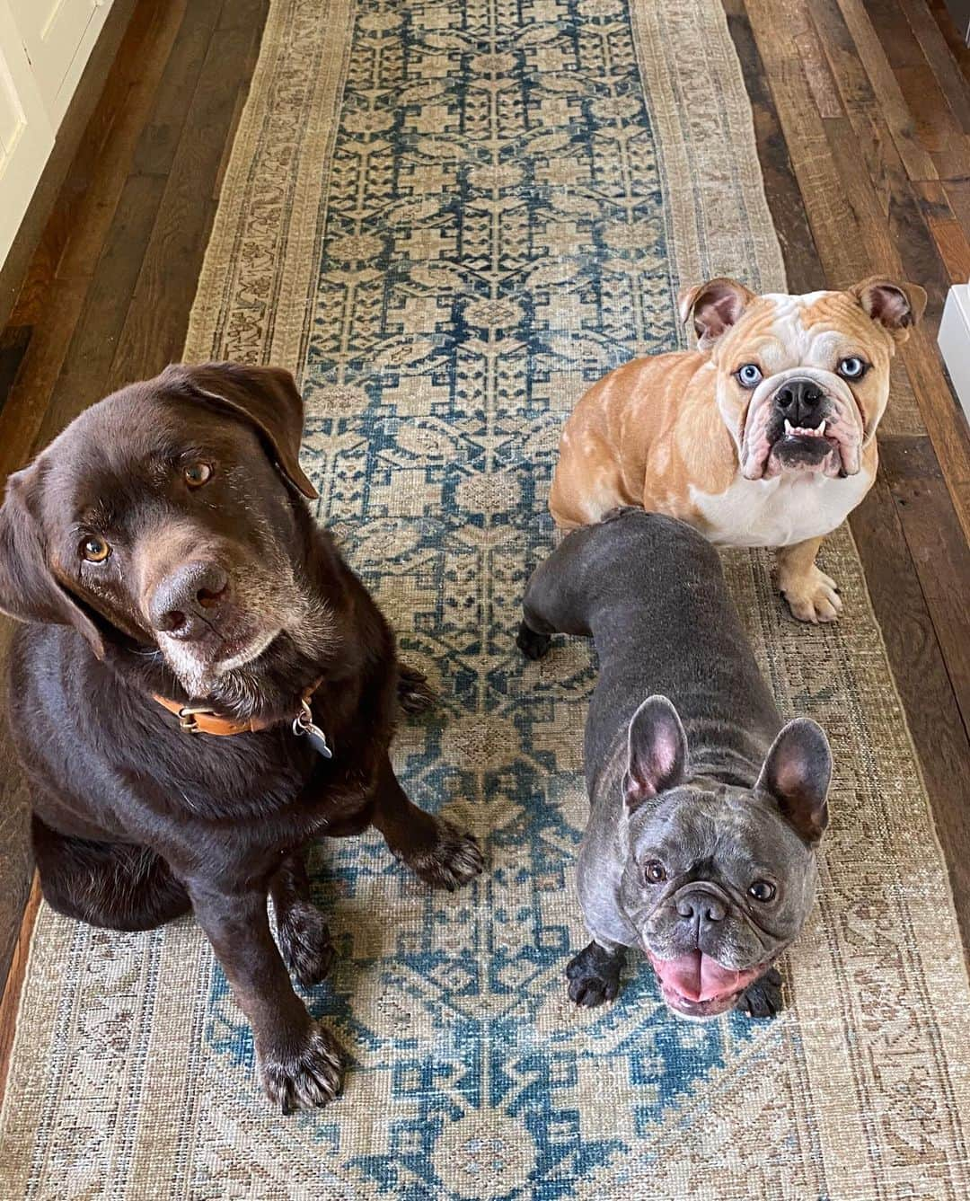 リース・ウィザースプーンさんのインスタグラム写真 - (リース・ウィザースプーンInstagram)「#Pupdate: can you guess which one ate the remote control this morning? 🧐 (culprits from left to right: Hank, Pepper and Lou) 🐾」2月7日 1時00分 - reesewitherspoon