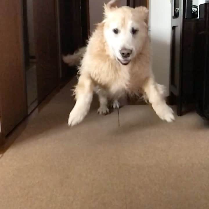 ながしまみのりのインスタグラム：「This is a dog...!?🐶﻿ ・﻿ #dog﻿ #goldenretriever﻿ #dogstagram﻿ #犬﻿ #ゴールデンレトリバー﻿ #きゃらめる日記」
