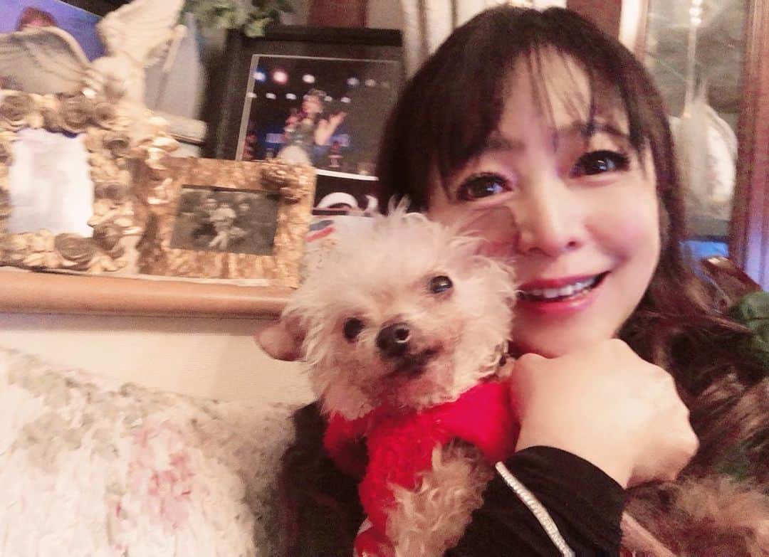 原めぐみさんのインスタグラム写真 - (原めぐみInstagram)「（原めぐみオフィシャル）4pcs photos キャンディが無事に退院しました❣️ ご心配下さった方々、ありがとうございました💝　m(_ _)m https://ameblo.jp/meguming5/entry-12573367427.html  #原めぐみ  #退院 #シニア犬  #マイペット  #トイプードル  #トイプードルレッド女の子  #16歳犬  #17歳犬  #老犬  #80年代アイドル﻿﻿﻿ #元アイドル﻿﻿﻿ #actoress﻿﻿﻿﻿ #singer ﻿﻿﻿﻿﻿﻿ #japanesesinger ﻿﻿﻿﻿﻿ #japaneseactor﻿﻿﻿﻿ #megumihara﻿﻿﻿﻿﻿ #インフルエンサー ﻿﻿﻿﻿﻿ #インスタ映え ﻿﻿﻿﻿﻿ #インスタグラマー ﻿﻿﻿﻿﻿ #いいねありがとう ﻿﻿﻿﻿﻿ #フォロー ﻿﻿﻿﻿﻿ @meguming.h」2月7日 10時23分 - meguming.h