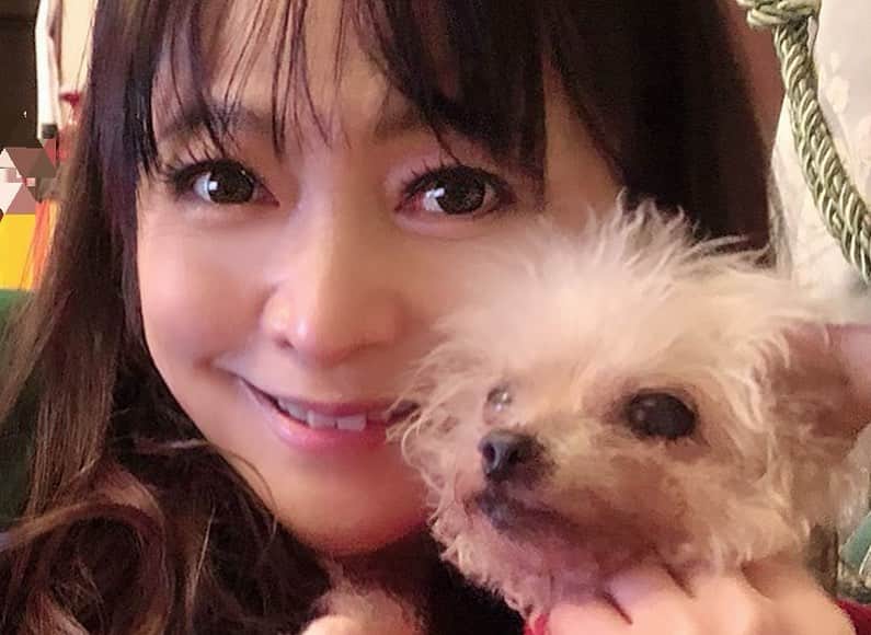 原めぐみさんのインスタグラム写真 - (原めぐみInstagram)「（原めぐみオフィシャル）4pcs photos キャンディが無事に退院しました❣️ ご心配下さった方々、ありがとうございました💝　m(_ _)m https://ameblo.jp/meguming5/entry-12573367427.html  #原めぐみ  #退院 #シニア犬  #マイペット  #トイプードル  #トイプードルレッド女の子  #16歳犬  #17歳犬  #老犬  #80年代アイドル﻿﻿﻿ #元アイドル﻿﻿﻿ #actoress﻿﻿﻿﻿ #singer ﻿﻿﻿﻿﻿﻿ #japanesesinger ﻿﻿﻿﻿﻿ #japaneseactor﻿﻿﻿﻿ #megumihara﻿﻿﻿﻿﻿ #インフルエンサー ﻿﻿﻿﻿﻿ #インスタ映え ﻿﻿﻿﻿﻿ #インスタグラマー ﻿﻿﻿﻿﻿ #いいねありがとう ﻿﻿﻿﻿﻿ #フォロー ﻿﻿﻿﻿﻿ @meguming.h」2月7日 10時23分 - meguming.h