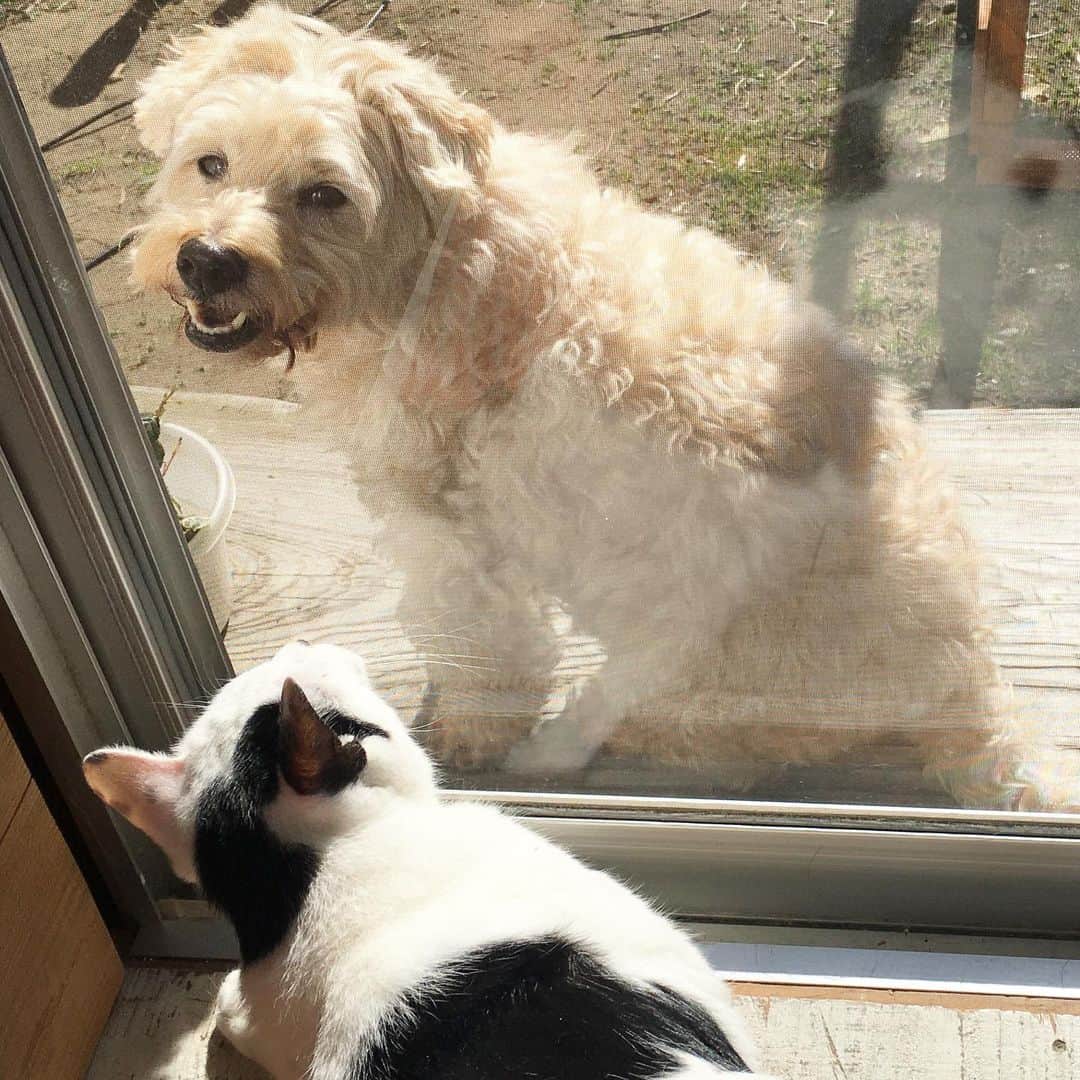 甲斐麻美さんのインスタグラム写真 - (甲斐麻美Instagram)「とびきりの夕陽を見ながら 犬散歩したり  日向ぼっこする犬に ちょっかい出す猫見て笑ったり  これが わたしの日常  なんてことない日々  でも、とびきりな毎日  #夕陽 #犬のいる暮らし #猫のいる暮らし #犬と猫のいる暮らし #元保護猫 #mylife」2月7日 11時14分 - kaico_asami