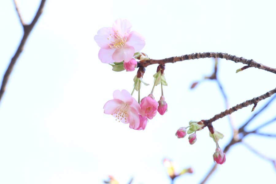 八芳園さんのインスタグラム写真 - (八芳園Instagram)「. . 日本の四季をお持ち帰りいただく、 「kiki-季季-」のバレンタイン。  2月4日(火)より「銀座三越」 2月5日(水)より「伊勢丹 新宿店」にて、  ポップアップショップが オープンいたしました。  大切な人への贈り物に。 ご自分へのご褒美に。  日本の厳選した素材を使用した 和のチョコレートを、 ぜひどうぞ。 . .  #八芳園 #kiki #shop #四季　#和スイーツ #和のチョコレート#チョコレート #白金台 #バレンタイン #バレンタインデー　#フィナンシェ　#台湾茶　#ギフト　#贈り物 #おみやげ #百貨店　#バレンタインチョコ　#銀座三越　#新宿伊勢丹 #バレンタイン催事 #happoen #japanesechocolate #japan #Tokyo #chocolate #gift #tokyotrip #tokyotravel #japanesegift #valentine」2月7日 11時38分 - happoen