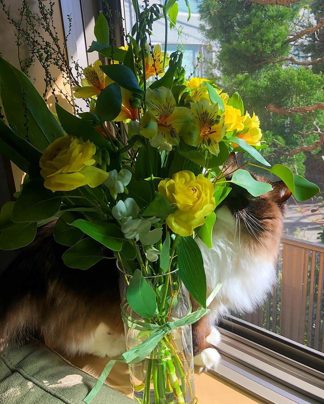 カロリーナさんのインスタグラム写真 - (カロリーナInstagram)「💐✨ #instagram#instagood#instaflower#rose#beautiful#love#instadaily#thankyou#薔薇#綺麗#お花#東京」2月7日 11時49分 - karolina0824