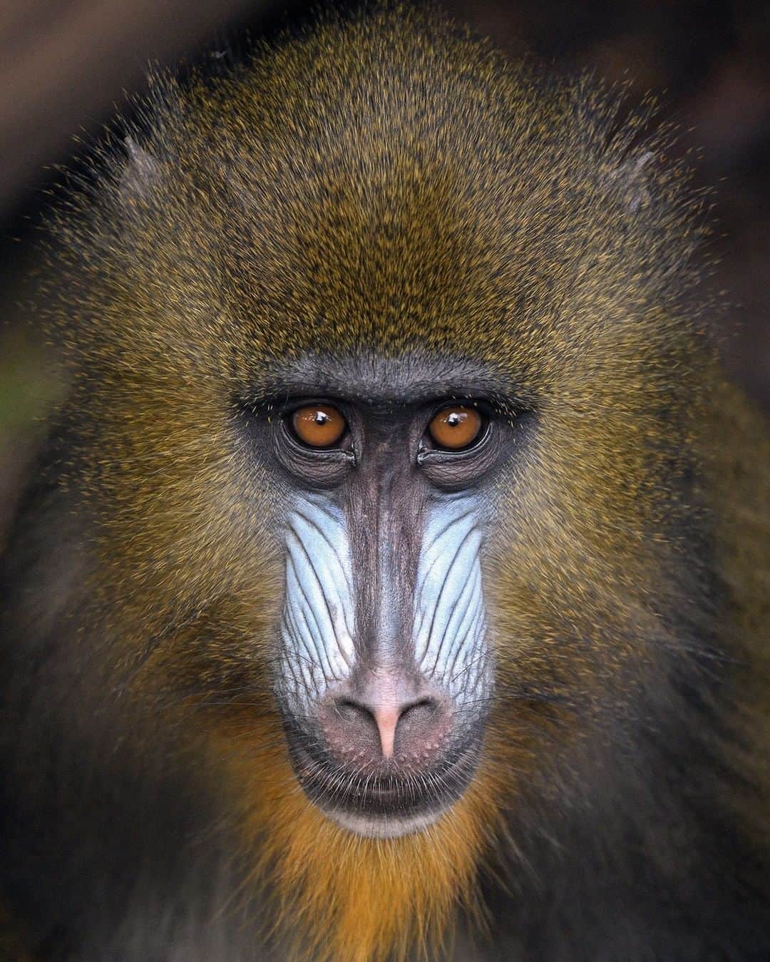 San Diego Zooさんのインスタグラム写真 - (San Diego ZooInstagram)「One of the most wonderful things in nature is a glance of the eye; it transcends speech; it is the bodily symbol of identity. - Ralph Waldo Emerson  Fun facts: The male mandrill is the largest living monkey. The character Rafiki in Disney's "The Lion King" is referred to as a baboon. But take a closer look, and you'll see he has the colorful face of a mandrill. 📷: Mike Wilson  #AdorableAjani #MonkeyMusings #Mandrill #SanDiegoZoo」2月7日 3時01分 - sandiegozoo