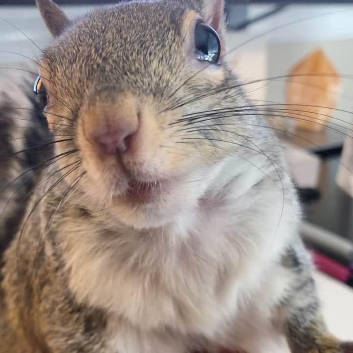 Jillのインスタグラム：「Jill likes to stand on my desk and politely request hand rubs and chin scratches.⁣ Who could say no to that? ⁣ ⁣ ⁣ #petsquirrel #squirrel #squirrels #squirrellove #squirrellife #squirrelsofig #squirrelsofinstagram #easterngreysquirrel #easterngraysquirrel #ilovesquirrels #petsofinstagram #jillthesquirrel #thisgirlisasquirrel #workbreak #workdistraction」