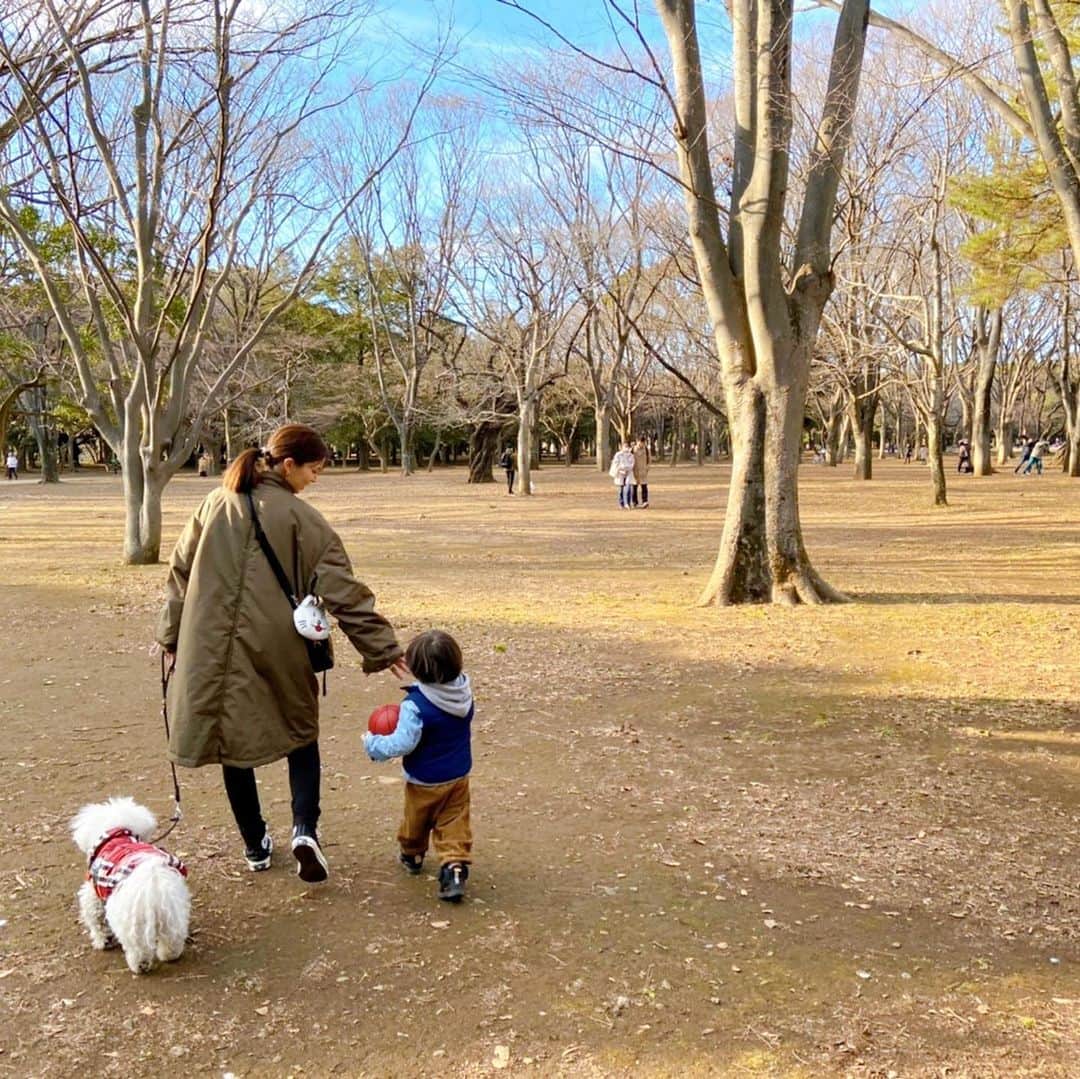 安田美沙子さんのインスタグラム写真 - (安田美沙子Instagram)「最近朝の5時に、息子とはんながのしかかって来て目がさめる。なんか、うなされる😭笑 なので早朝更新。 . . . 先日、家族で代々木公園✨ はんなも、ドッグラン❤️トリミング前だから、かなりの爆発具合。笑 こどもの柴犬に、しきりに遊ぼう！と絡んで行き、じゃれ合っていました🐶 13歳だけど、そんなパワーがあるのが嬉しかった😊✨ . . . 息子はパパとサッカーしたり、代々木公園をボールを蹴りながら一周🏀それだけで、かなりの運動😊 男の子やなぁ。と感じる日々です！毎日疲れるくらい動かせてあげたいな🏃‍♂️ . . . #instagood #park #yoyogipark #hanna #dog #bichonfrise  #13yearsold  #boy #33monthsold #japan  #飛行機の低空飛行が見えた ✈️ #パパコーデ」2月7日 5時39分 - yasuda_misako