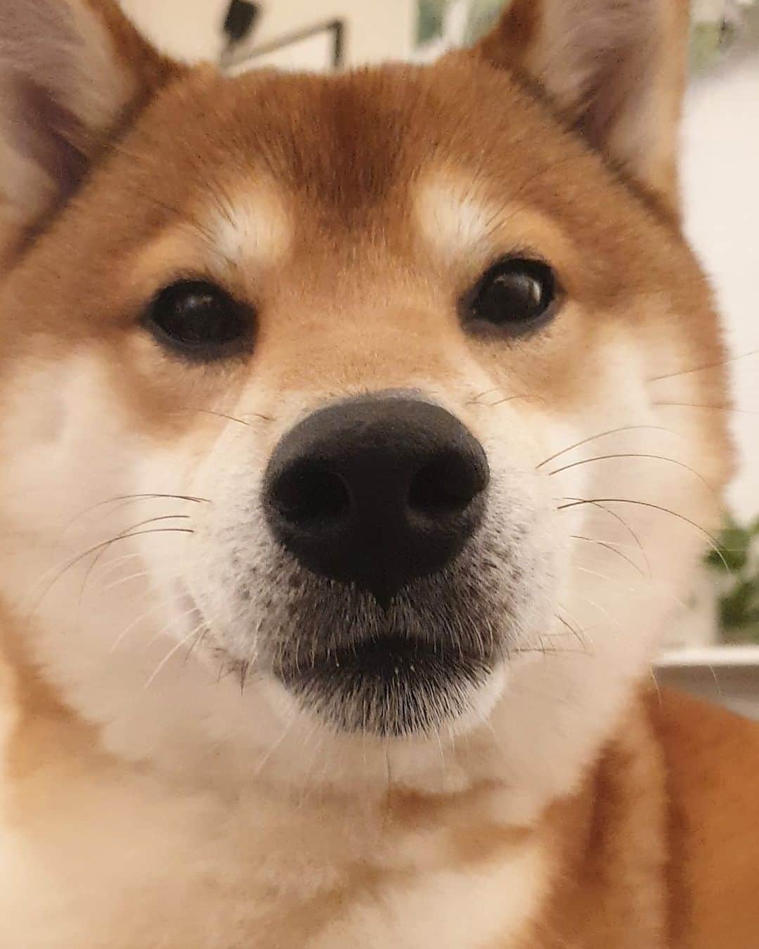 ?Fricko the Shiba Inu?のインスタグラム：「🐽👈🏻Boop 🐾 🐾 🐾 🐾 #Fricko #🐶 #☀️ #shiba #shibainu #dog #柴犬 #赤柴  #adorable #shibalovers #shibaholics  #dogoftheday  #weeklyfluff #aww #dogstagram  #dogscorner #puppiesofinstagram #shibapuppy」