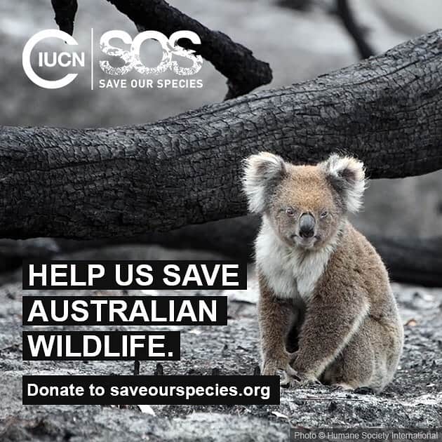 ファイン・フレンジーのインスタグラム：「Australia desperately needs our help. We all know that Australian wildlife has been devastated by the fires. It’s estimated that over a billion animals have died already, with many, many more expected to be lost in the coming months. It’s possible that half the koalas population has been lost. Half. And then there are the kangaroos, wallabies, wombats, reptiles, birds- they don’t even count platypuses or bats in the toll, for some reason I don’t quite understand… and their homes in the trees and the bush, the 15 million+ acres that have been burned. Even fish have been affected. Australia may not be in the forefront of our minds now, as more global tragedies mount and there is so much news to take in, but the fires continue to blaze, and once they are contained, the journey to rehabilitate the land will be a long one.  I’ve been feeling so helpless. Having just been in Oz, where I fell madly in love with the land and the incredible creatures there, the thought of what has happened is just unfathomable. IUCN’s Save our Species have just started a fund to held re-forest, restore and reintroduce wildlife in the aftermath of the fires. They need to raise as much money as possible to give the vast area of Australian wildlife affected by the fires a chance to recover, over time. It is a detailed and achievable strategy, based on enormous amounts of research and expertise, and I trust that they will do what they set out to do. There will be more info in the link provided, but you can also ask questions and I’ll do my best to respond. In the meantime, please visit the link and consider donating as much as you can.  We can’t save the lives that we have lost, but we can try to protect what is left.  Please consider donating. Every little bit helps. Like in bio. xx」
