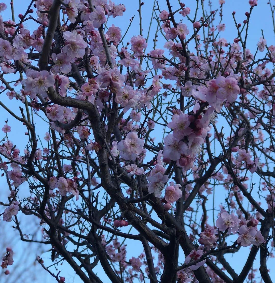 前野えまさんのインスタグラム写真 - (前野えまInstagram)「寒いけど今日も頑張ろう！ 公園には春が近づいてきていました🌸  #おはようございます  #寒い朝 #公園の花 #桜 #春が待ち遠しい #前野えま  #goodmorning #cherryblossom #flowerstagram #flowerphotography  #haveaniceday  #follow #followme #instagram #instafollow #instagood #tagsforlikes #tflers #tagsforlikesapp #idol #actor #actress」2月7日 6時27分 - maeno_ema