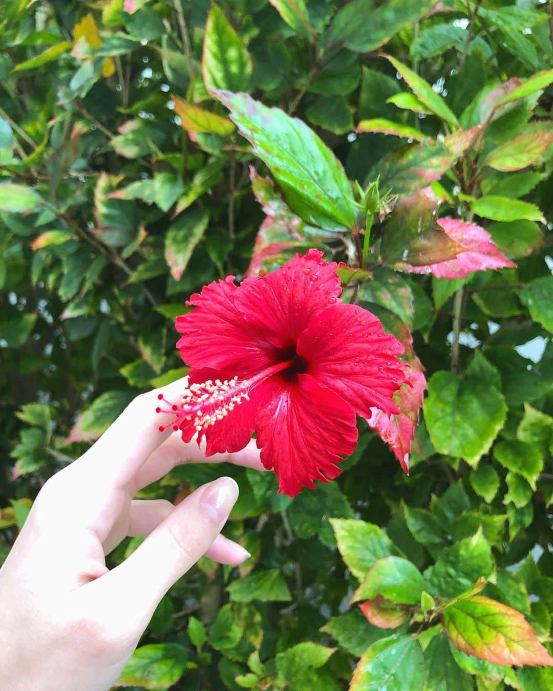 南里美希さんのインスタグラム写真 - (南里美希Instagram)「みーつけたっっ 沖縄の春はすぐそこに🌺 . . . #沖縄 #okinawa #ハイビスカス #hibiscus #🌺 #花言葉 はね #繊細な美 #新しい恋 🤭 #勇敢 #ステキねぇ」2月7日 12時04分 - mikinanri_official