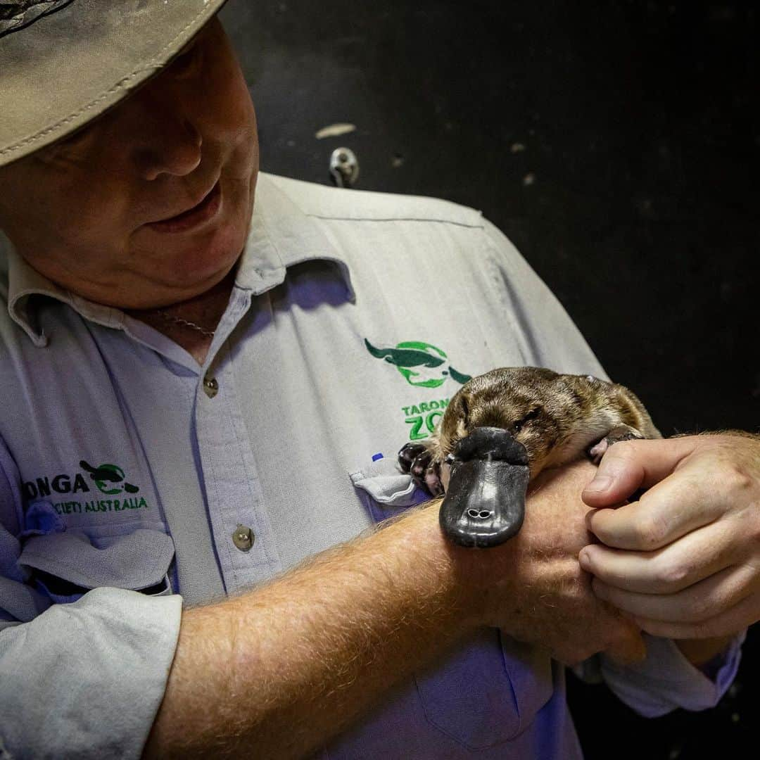 ニューヨーク・タイムズさんのインスタグラム写真 - (ニューヨーク・タイムズInstagram)「Can the world’s strangest mammal survive? The platypus is imperiled by habitat loss, predation by feral cats, and now drought and wildfires wrought by climate change. They are found mainly along the east coast of Australia — the area worst impacted by wildfires. For more on the declining numbers of the animals, and attempts to rescue them, tap the link in our bio and check out our Story above. @davidmauricesmith took this photo.」2月7日 6時49分 - nytimes