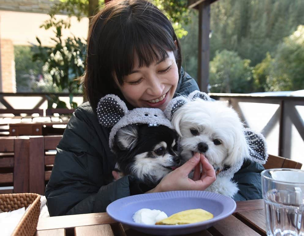 小野真弓さんのインスタグラム写真 - (小野真弓Instagram)「おはようございます✨ お外は-3度。今朝も冷え冷えです🐧 そして乾燥カラカラ🍃 めいっぱいの防寒を♨️( ・∇・) #チワワ#ハナちゃん #チワマル#ハルくん #いぬすたぐらむ #いぬばか部 #farmarscafe #木更津市#アカデミアパーク#静電気犬#父カメラ#犬活#chihuahua #maltese #mixdog #doglover #dogstagram  昨日は極寒強風のなか、お散歩&遅めランチへ🍽覚悟して出かけたけど想像以上に過酷でした😂w ある意味イベント感満載🍃✨ お店の方が親切にカイロをくださったので、わんこのお尻ポッケに🐭🐭✨ スイートポテトとヨーグルト（わんこメニュー）に大興奮😋😋寒くたって元気なわんこたちです^ ^」2月7日 6時49分 - hanaharuaroi