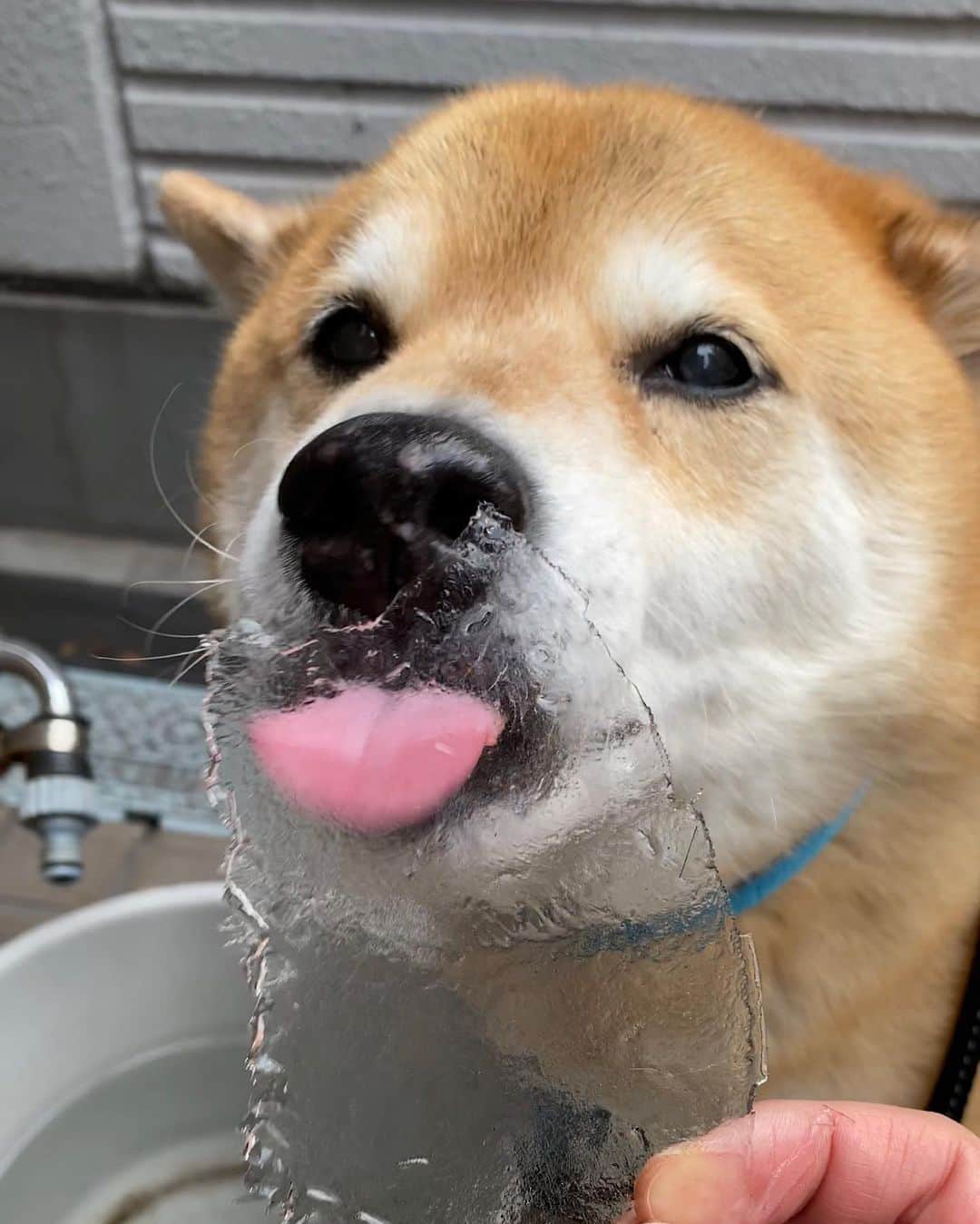 まる（まるたろう）のグルメインスタ