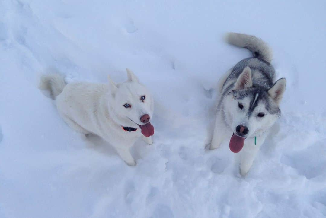 ケン・ブロックさんのインスタグラム写真 - (ケン・ブロックInstagram)「I ❤️ my dogs Yuki the Destroyer and Bentley Chicken Fingers Block. Hiking in the snow is one of my favorite things to do with them… and since they’re Siberian huskies, and it’s snow, they’re super hyped on it too. This week’s episode features the most epic dog walk in the world (in my humble opinion). Link in bio. #epicdogwalk #YukitheDestroyer #BentleyChickenFingersBlock」2月7日 8時52分 - kblock43