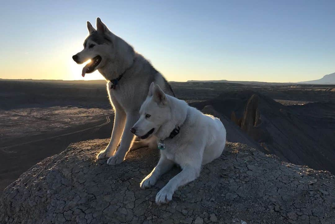 ケン・ブロックさんのインスタグラム写真 - (ケン・ブロックInstagram)「I ❤️ my dogs Yuki the Destroyer and Bentley Chicken Fingers Block. Hiking in the snow is one of my favorite things to do with them… and since they’re Siberian huskies, and it’s snow, they’re super hyped on it too. This week’s episode features the most epic dog walk in the world (in my humble opinion). Link in bio. #epicdogwalk #YukitheDestroyer #BentleyChickenFingersBlock」2月7日 8時52分 - kblock43