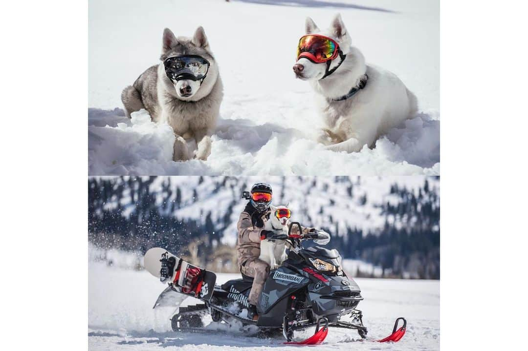 ケン・ブロックさんのインスタグラム写真 - (ケン・ブロックInstagram)「I ❤️ my dogs Yuki the Destroyer and Bentley Chicken Fingers Block. Hiking in the snow is one of my favorite things to do with them… and since they’re Siberian huskies, and it’s snow, they’re super hyped on it too. This week’s episode features the most epic dog walk in the world (in my humble opinion). Link in bio. #epicdogwalk #YukitheDestroyer #BentleyChickenFingersBlock」2月7日 8時52分 - kblock43