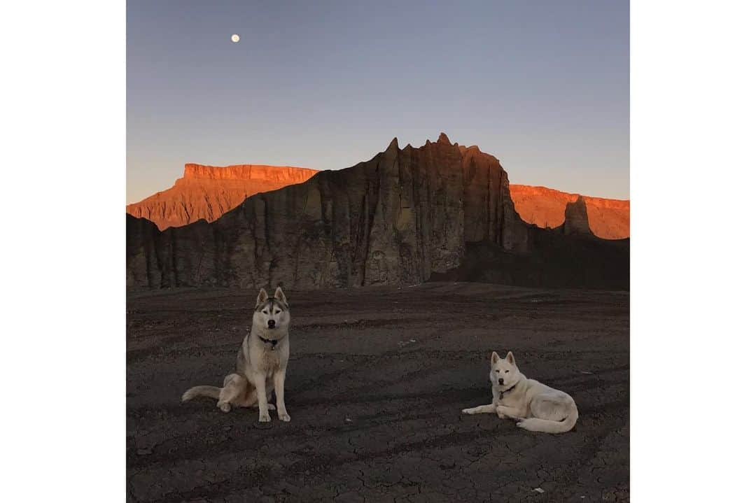 ケン・ブロックさんのインスタグラム写真 - (ケン・ブロックInstagram)「I ❤️ my dogs Yuki the Destroyer and Bentley Chicken Fingers Block. Hiking in the snow is one of my favorite things to do with them… and since they’re Siberian huskies, and it’s snow, they’re super hyped on it too. This week’s episode features the most epic dog walk in the world (in my humble opinion). Link in bio. #epicdogwalk #YukitheDestroyer #BentleyChickenFingersBlock」2月7日 8時52分 - kblock43