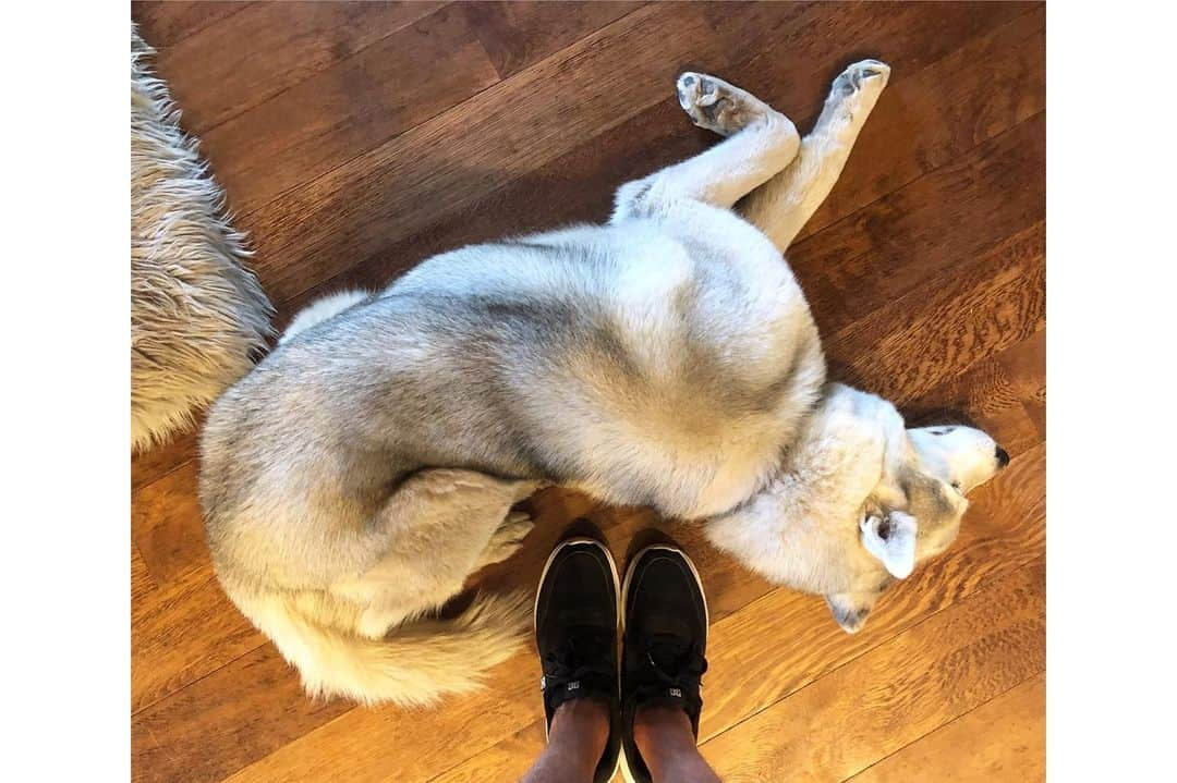 ケン・ブロックさんのインスタグラム写真 - (ケン・ブロックInstagram)「I ❤️ my dogs Yuki the Destroyer and Bentley Chicken Fingers Block. Hiking in the snow is one of my favorite things to do with them… and since they’re Siberian huskies, and it’s snow, they’re super hyped on it too. This week’s episode features the most epic dog walk in the world (in my humble opinion). Link in bio. #epicdogwalk #YukitheDestroyer #BentleyChickenFingersBlock」2月7日 8時52分 - kblock43