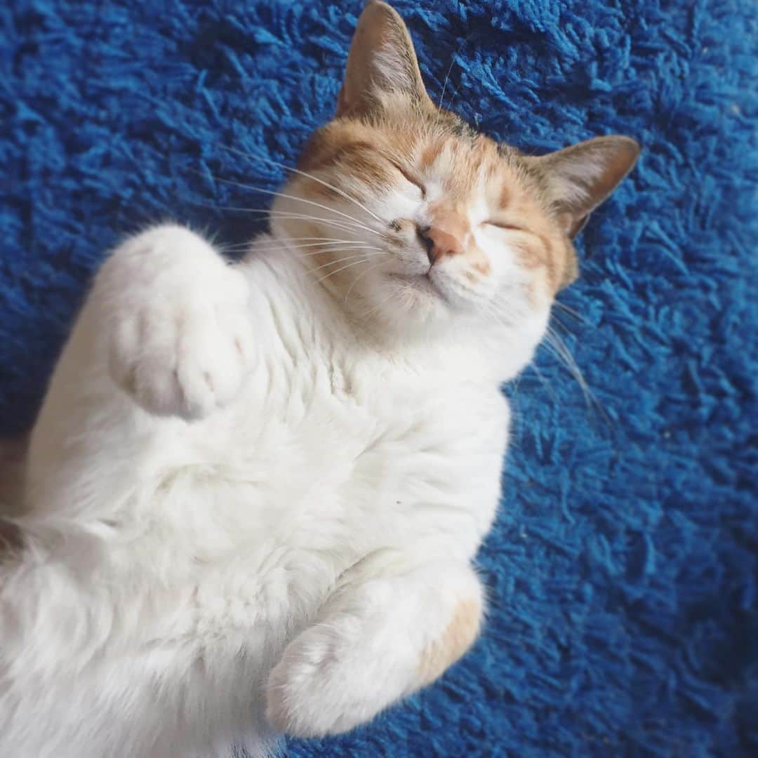 山田稔明さんのインスタグラム写真 - (山田稔明Instagram)「おはようございます。佐賀の朝。これは2016年のチミちゃん。#ポチ実 #三毛猫」2月7日 9時19分 - toshiakiyamada