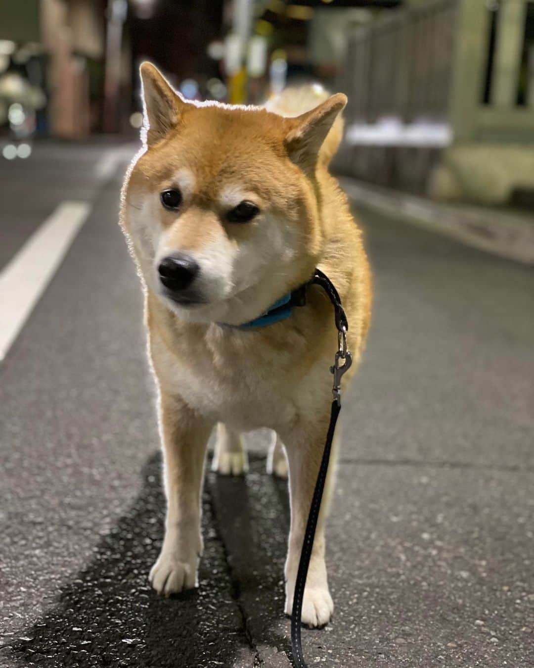 まる（まるたろう）さんのインスタグラム写真 - (まる（まるたろう）Instagram)「Night patroling✨🐶👮‍♀️✨冬将軍さん今日も来てるかなぁ👀 #もう一枚サイン貰いたいんだけどな #パパにもあげたい #冬将軍さん」2月7日 19時49分 - marutaro