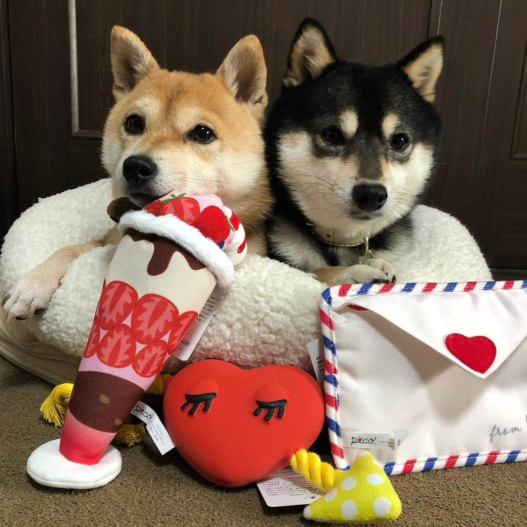 豆柴なつ&ふゆさんのインスタグラム写真 - (豆柴なつ&ふゆInstagram)「Valentine's Day is coming❤️❤️😊💓 もうすぐバレンタイン❤️❤️😊💓 #pecobox #2月号 #valentineday #バレンタイン #柴犬#shiba #shibainu #shibagram  #shibalove#豆柴#mameshiba #japanesedog  #CuteDogs #🐕📷#dogstagram #dogoftheday #instadog #instashiba #柴犬マニア#shiba_snap #犬ら部 #犬バカ部 #ふわもこ部 #instacute #pecoいぬ部 #instafollow  #柴#mofmo #シバフル」2月7日 20時50分 - mameshiba.natsuinu56