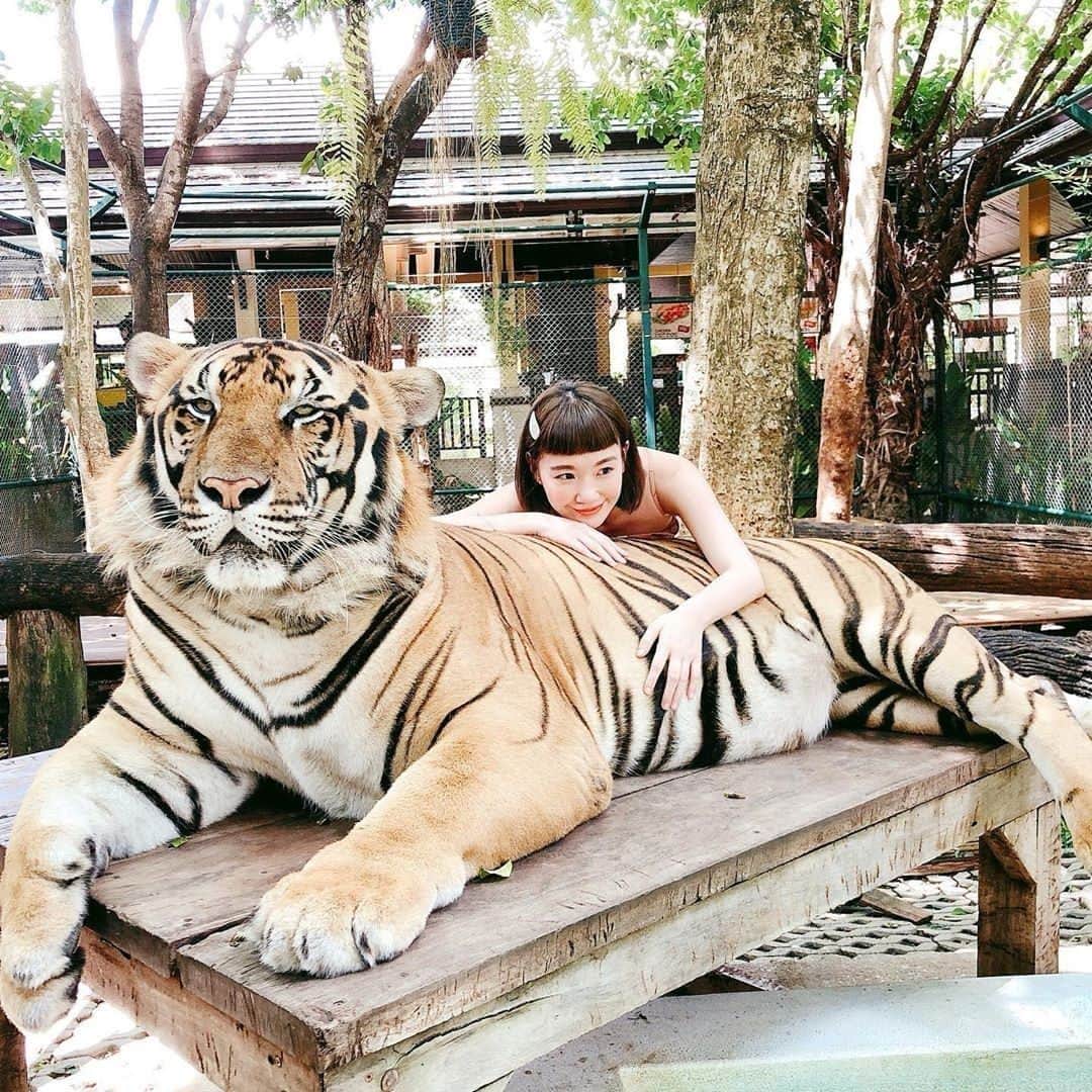 KKdayのインスタグラム：「Today's PICK UP!🇹🇭 📍タイガー・キングダム（Tiger Kingdom Chiang Mai） ⠀ 動物好き集合!!🐯 普段は檻の中にいる姿しか見れないトラと記念撮影 できちゃうこちらのスポット♪ 勇気のある方は、ぜひ旅の記念にチャレンジしてみてね😆 ⠀ 📷credit: @arica_chen 〈Thank you! ーーーーーーーーーーーーーーーーーー スポット情報✍️ 🚌住所: 51/1 Moo 7 Rim-Tai, Mae-Rim Chiang Mai, Thailand 50180 🕑営業時間: 8:00~18:00（最終入場 17:30） ☝️ポイント:トラとの写真撮影のためのチケット購入が必要です。園内にはお食事スポットもあり🍽 公式HP:https://www.tigerkingdom.com/ ーーーーーーーーーーーーーーーーーーー #旅好きな人と繋がりたい #写真好きな人と繋がりたい #絶景 #旅スタグラム #海外旅行 #旅好き #KKday #KKdayjapan #KKdayカメラ部 #KKday_cameraclub #タイ旅行 #チェンマイ旅行 #チェンマイ女子旅 #タイガーキングダム  #Chiengmai #traveltheworld　#travelgram #trip #卒業旅行」