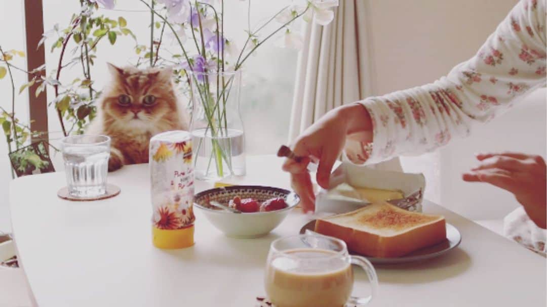 堀田ゆい夏さんのインスタグラム写真 - (堀田ゆい夏Instagram)「. YouTubeに動画をupしました。  今回は家から出ない日のvlogです🏠  #プロフィール欄から飛べます😊 #YouTube#cat#breakfast #朝ごはん#いえごはん#動画#ねこのいる生活 #家で過ごす#引きこもり」2月7日 12時11分 - yuika_a0902