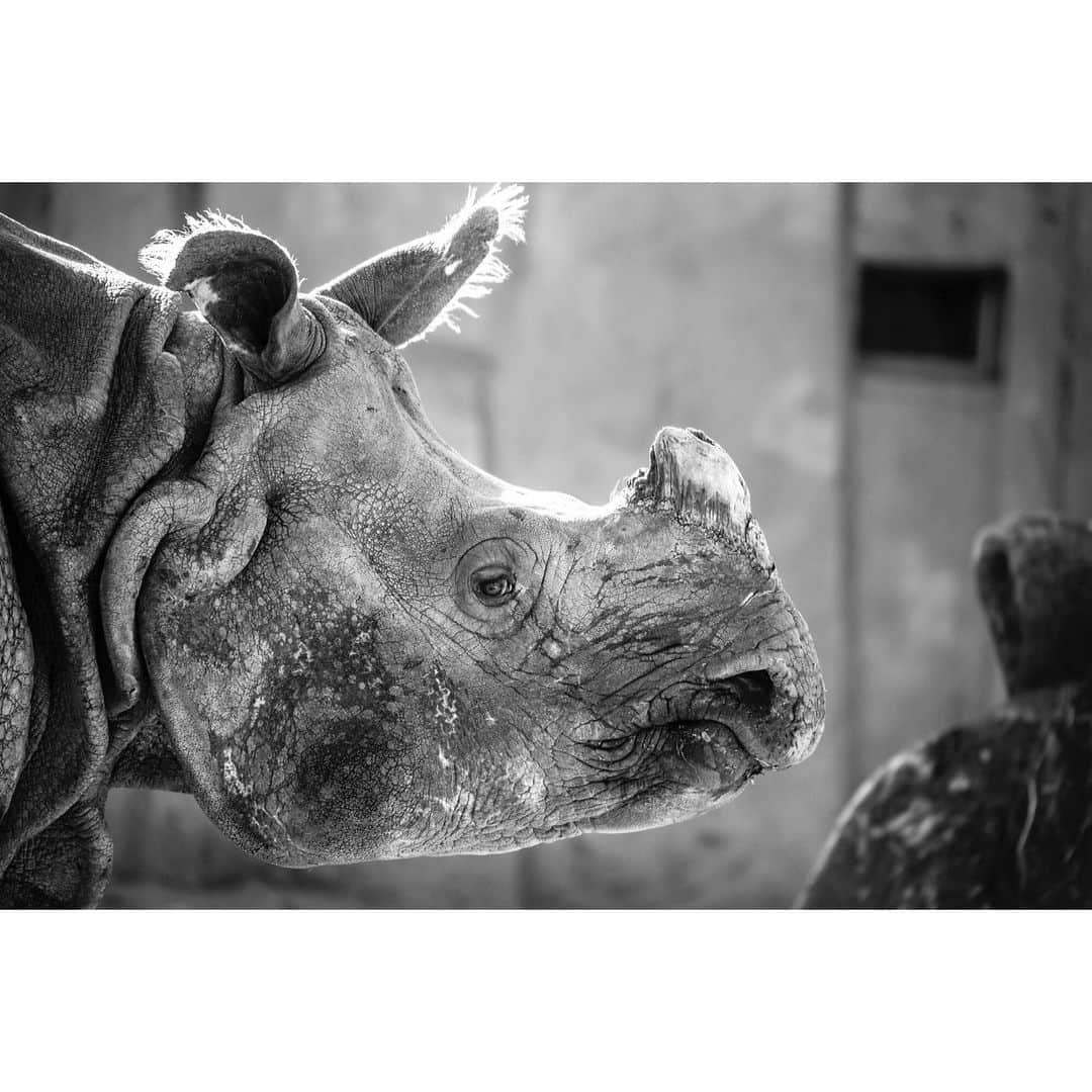 青木カズローさんのインスタグラム写真 - (青木カズローInstagram)「Rhinoceros ﻿ #東山動物園 #動物写真 #動物 #animal #animalphoto #zoophoto #zoo #rhinoceros #名古屋 #写殺」2月7日 13時42分 - cazrowaoki