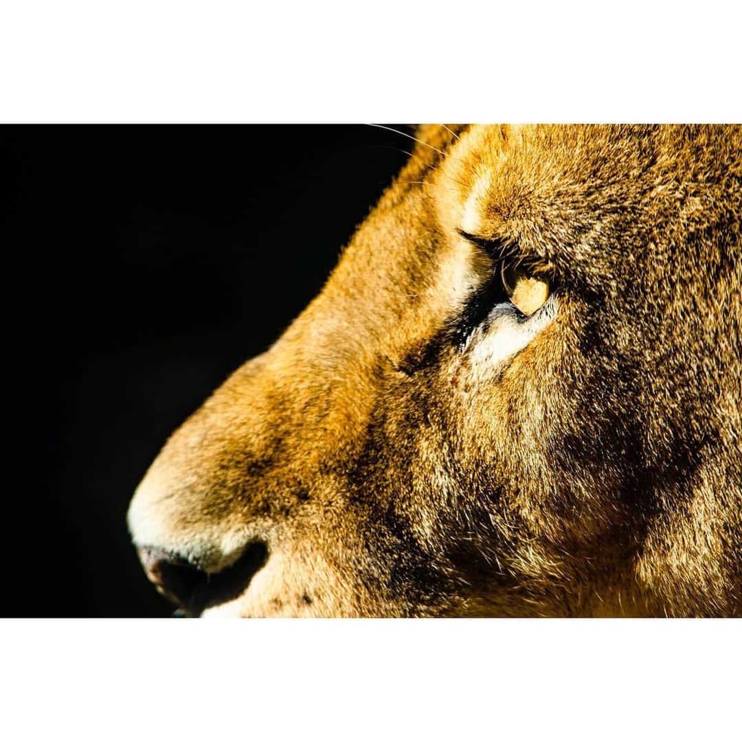 青木カズローさんのインスタグラム写真 - (青木カズローInstagram)「Lion﻿ ﻿ #東山動物園 #動物写真 #動物 #animal #animalphoto #zoophoto #zoo #lion #名古屋 #写殺」2月7日 13時40分 - cazrowaoki