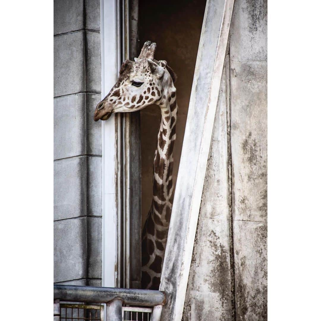 青木カズローさんのインスタグラム写真 - (青木カズローInstagram)「Giraffe ﻿ #東山動物園 #動物写真 #動物 #animal #animalphoto #zoophoto #zoo #giraffe #名古屋 #写殺」2月7日 13時41分 - cazrowaoki