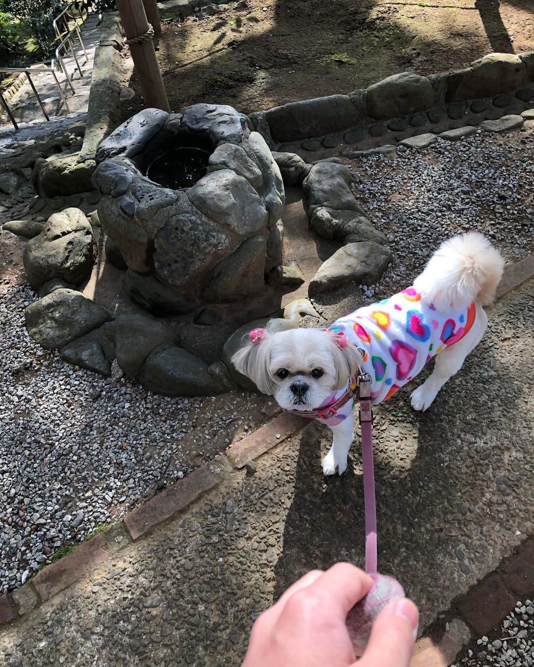 若林時英のインスタグラム：「🐶 #愛犬とデートなうに使っていいよ」