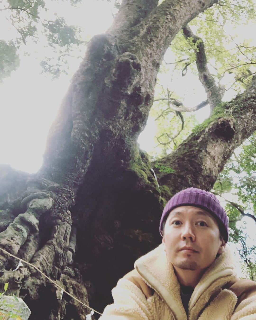 SHOCK EYEさんのインスタグラム写真 - (SHOCK EYEInstagram)「樹齢２０００年超、天然記念物であり、全国で2番目に大きいと言われている御神木の大楠✨がある来宮神社に行ってきたよー⛩ 一周回ると寿命が１年延びると言われてる大楠。とにかく見上げても先っぽがみえないくらいで、こんなに大きな木を見るのは初めて。ビンビンに感じる生命力！とにかくすごい！ 神社も良い意味で、新しいファンを取り込む取り組みをしていて、境内にお洒落なカフェがあったり、授与品もお洒落だったり🥰 この日も沢山の参拝客がいたよー。 熱海にあるので、温泉旅行と兼ねて立ち寄ったりしたらいいかもね😊✨ : I went to Kinomiya Shrine in Atami. There is  a sacred tree named "Okusu" in this shrine,  that is said to be the second largest in Japan and  2000 years old. The tree is also registered as a natural monument.  On this day, there were so many worshipers on this day. This is the first time I have seen a tree so large that I can't see the front even if I look up. The vitality I felt from this tree is amazing. It is said that your life will be extended by one year if you go around Okusu. The shrine also tries to attract new fans in a good way. There is a good cafe in the shrine's area and charms are also stylish.  If you have a chane to come to Atami, for examle a hot spring trip, you might wanna drop by the shrine. #神社 #来宮神社 #熱海 #大楠 #樹齢２０００年 #jinja #shrine #shintoshrine #kinomiyashrine #kinomiyajinja #enagycharge」2月7日 14時55分 - shockeye_official