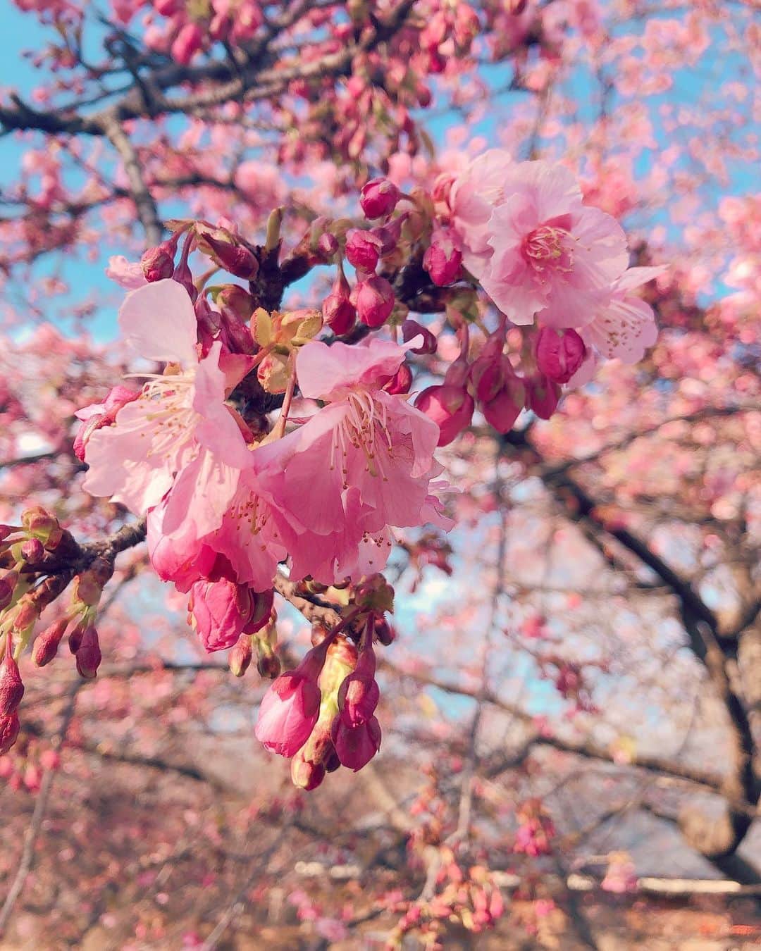 吉沢明歩さんのインスタグラム写真 - (吉沢明歩Instagram)「この時期から咲き始める桜が好き🌸 😘 #早咲き桜🌸」2月7日 15時38分 - akiho__yoshi