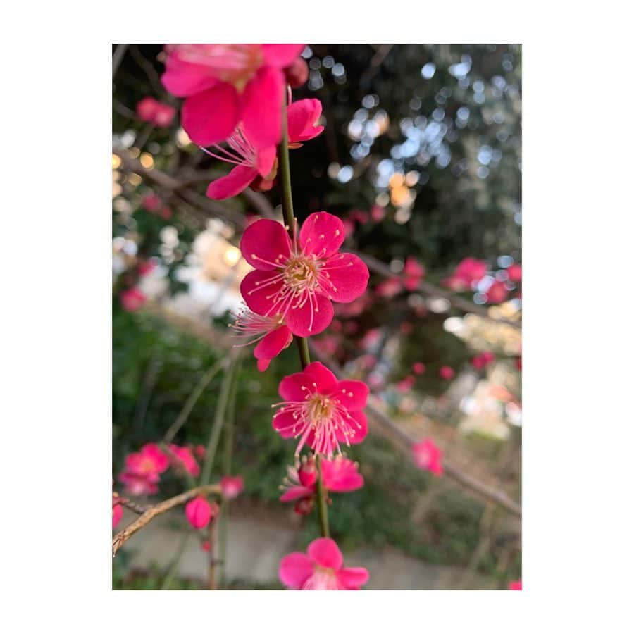 久保井朝美さんのインスタグラム写真 - (久保井朝美Instagram)「👟 帰り道に見つけた❤️ 梅の花可愛い😊 #nofilterflowers ． 寒いですが お花が多くなってきて 歩くのが楽しい時期です🥰」2月7日 15時44分 - asami_k920