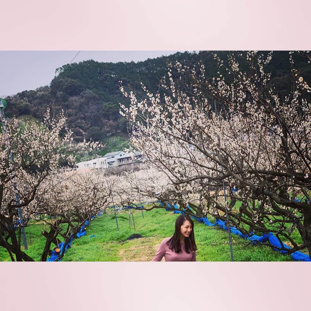 崎山一葉さんのインスタグラム写真 - (崎山一葉Instagram)「>>> 𝕨𝕒𝕜𝕒𝕪𝕒𝕞𝕒>>>... ・ 和歌山県はちょうど梅の花とミカンがなっていました🌱 素晴らしい光景✨  #和歌山 #梅林」2月7日 16時51分 - kazuha_sakiyama