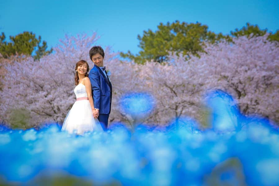 Decollte Wedding Photographyさんのインスタグラム写真 - (Decollte Wedding PhotographyInstagram)「【Fukuoka】🌸Cherry Blossom × Nemophila💠﻿ ﻿ Photographer @michie_kaibara_aqua ﻿ @studio_an  @decollte_weddingphoto﻿ @decollte_weddingstyle﻿ ﻿ ﻿ #japan #Fukuoka #Cherryblossom #Decolltephotography #weddinginspiration #Weddingphotography #prewedding #weddingphoto #overseasprewedding #japaneseprewedding #landscapephotography #romantic #love #happiness #日本 #福岡 #桜 #海外婚紗 #婚紗 #唯美 #신부 #웨딩 #웨딩사진」2月7日 18時05分 - d_weddingphoto_jp