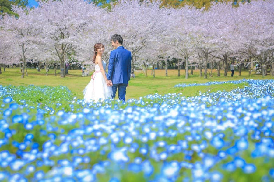 Decollte Wedding Photographyさんのインスタグラム写真 - (Decollte Wedding PhotographyInstagram)「【Fukuoka】🌸Cherry Blossom × Nemophila💠﻿ ﻿ Photographer @michie_kaibara_aqua ﻿ @studio_an  @decollte_weddingphoto﻿ @decollte_weddingstyle﻿ ﻿ ﻿ #japan #Fukuoka #Cherryblossom #Decolltephotography #weddinginspiration #Weddingphotography #prewedding #weddingphoto #overseasprewedding #japaneseprewedding #landscapephotography #romantic #love #happiness #日本 #福岡 #桜 #海外婚紗 #婚紗 #唯美 #신부 #웨딩 #웨딩사진」2月7日 18時05分 - d_weddingphoto_jp